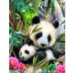 thumbnail image 1 of 30x40 cm 5D DIY Pintura de Diamante Completa, Panda Gigante Animales Lindos, Lienzo de Diamantes de imitación de Bricolaje Pintura de Punto de Cruz por número para decoración de Pared Adultos niños, 1 of 5