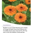 thumbnail image 3 of Mélange de Graines de Fleurs Sauvages Vivaces, 3 of 4