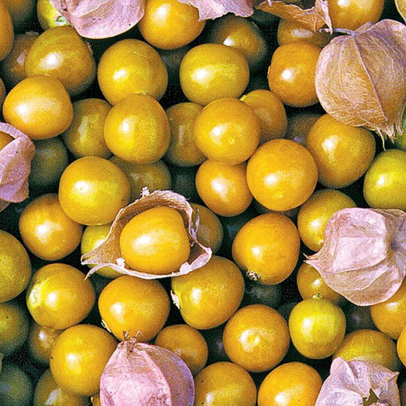Seed Savers Exchange Organic Open Pollinated Ground Cherry Seeds 50 Seed Packet Walmart Com Walmart Com Seed Savers Exchange Organic Open Pollinated Ground Cherry Seeds 50 Seed Packet Walmart Com Walmart Com
