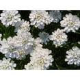 thumbnail image 1 of 1000 Graines de Fleurs de Couvre-Sol EMPRESS CANDYTUFT Iberis Amara Blanches, 1 of 2