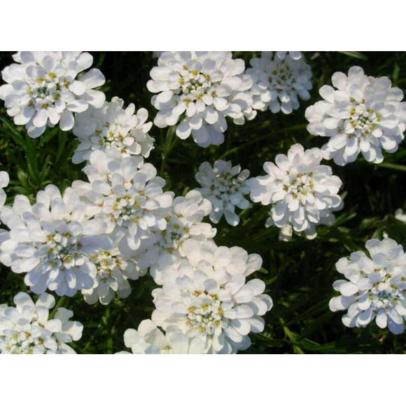 1000 WHITE EMPRESS CANDYTUFT Iberis Amara Groundcover Flower Seeds