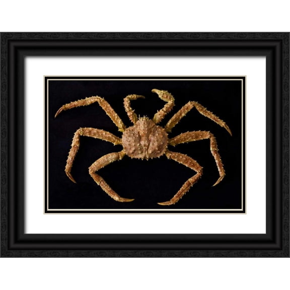 Paulson, Don 32x23 Black Ornate Wood Framed with Double Matting Museum Art Print Titled - AK, Petersburg Alaskan king crab