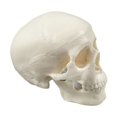thumbnail image 2 of Danhjin A Skull Realistic Skull Model Halloween Display Scientific Crafts Teaching Desk Decoration Room Decor, 2 of 8