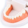 thumbnail image 3 of Dental Standard Teeth Kids Students Tooth Teaching Model Dental Typodont Model, 3 of 12