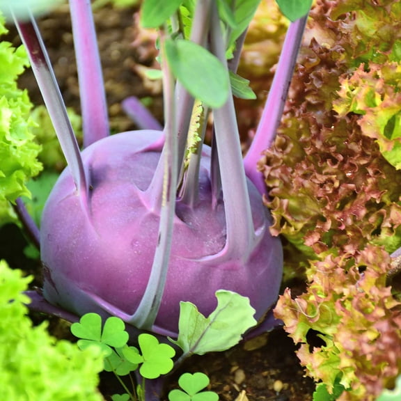 Purple Vienna Kohlrabi Garden Seeds - 5 Lb - Non-GMO, Heirloom Vegetable Gardening & Microgreens Seeds