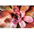 thumbnail image 2 of James, Nola 14x11 Black Ornate Wood Framed with Double Matting Museum Art Print Titled - Painted Succulent, 2 of 4