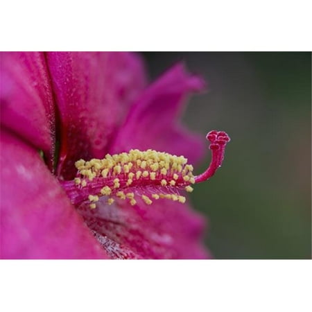 Home Sweet Home Two States Posterazzi DPI12284604LARGE Rose Mallow Hibiscus Sweet Caroline New York Botanical Garden - New York City New York United States of America Poster Print by F. M. Kearney, 38 x 24 - Large ()
