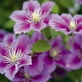thumbnail image 3 of Clematis Piilu Little Duckling - Live Plant in a 4 Inch Growers Pot - Clematis Piilu Little Duckling - Starter Plants Ready for The Garden - Beautiful Violet and Pink Flowering Vine, 3 of 5