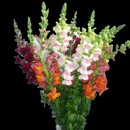 Snapdragon–Assorted–Attracts pollinators 6" Pot