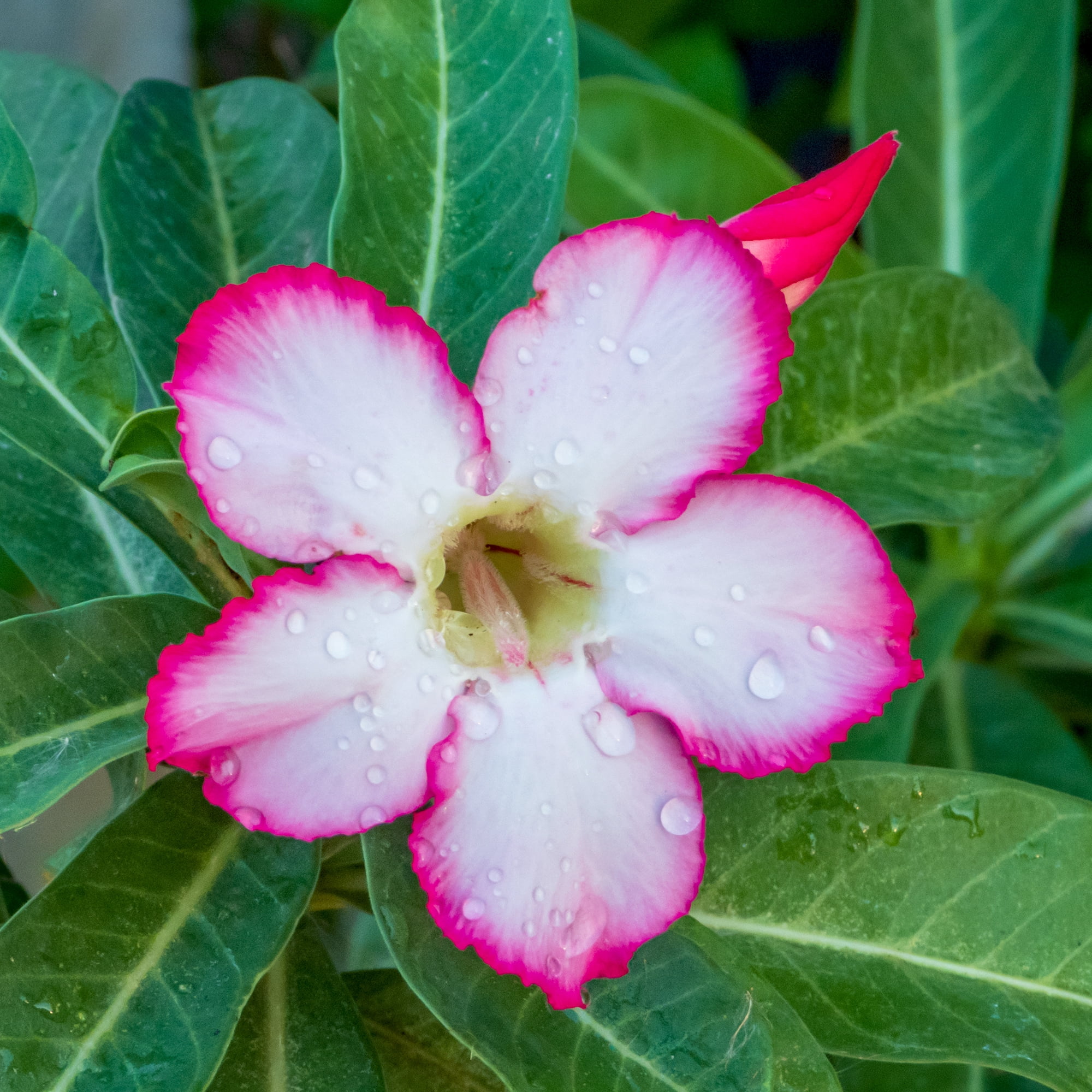 Altman Plants Picotee Pink & White Desert Rose (Adenium) in 1 Gallon Grower Pot