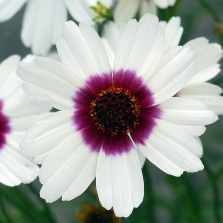 Ice Wine Satin & Lace Coreopsis Perennial Plant - Drought Resistant - Gallon (Best Deer Resistant Perennials)