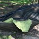 thumbnail image 3 of Hamaca Onewind Northers Zipper de 11 pies con mosquitero, verde OD, 3 of 5