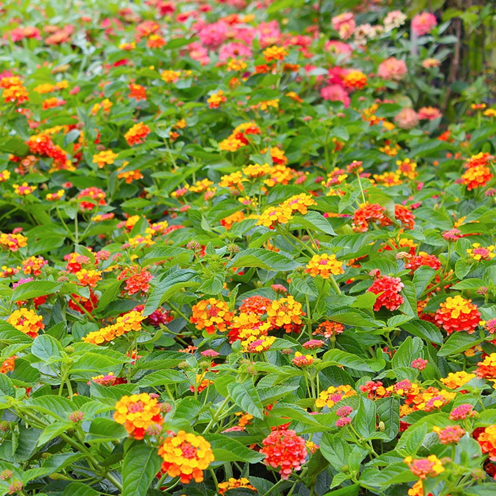 Altman Plants Irene Lantana Plants 4-Pack, 1 Qt. Pots, Full Sun, Outdoor Flowering Plants