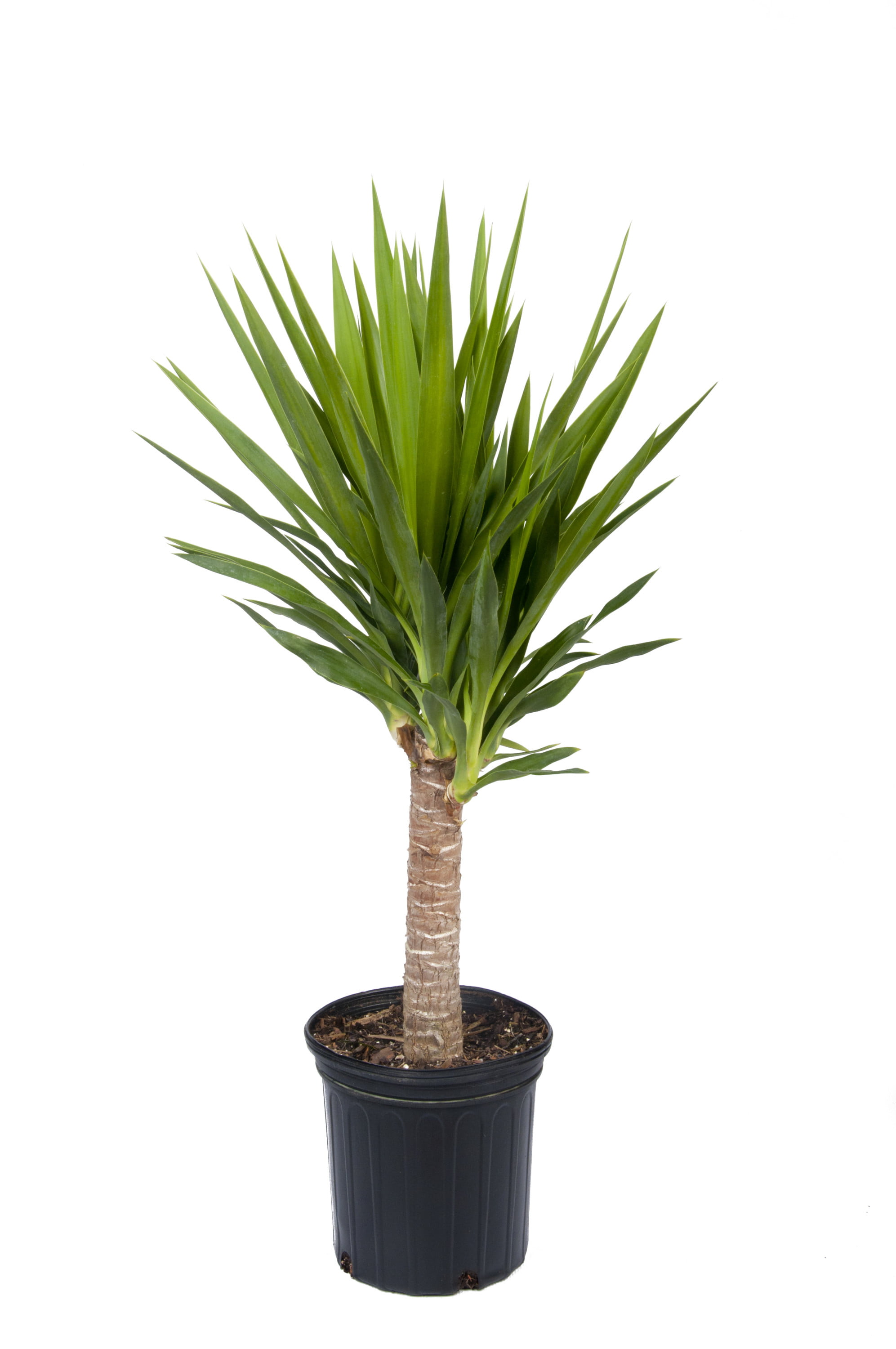 Costa Farms Live Indoor 10in. Tall Green Yucca Cane; Medium, Indirect Light  Plant in 10in. Grower Pot