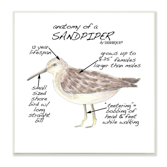 Stupell Industries Sandpiper Beach Bird Wildlife Learning Facts Chart Graphic Art Unframed Art Print Wall Art, Design by Dishique