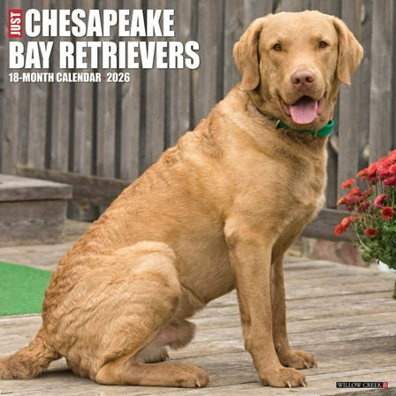 Willow Creek Press, Just Chesapeake Bay Retrievers 2026 Wall Calendar, 12'' X 12'', 18-Month Calendar with Stapled Binding