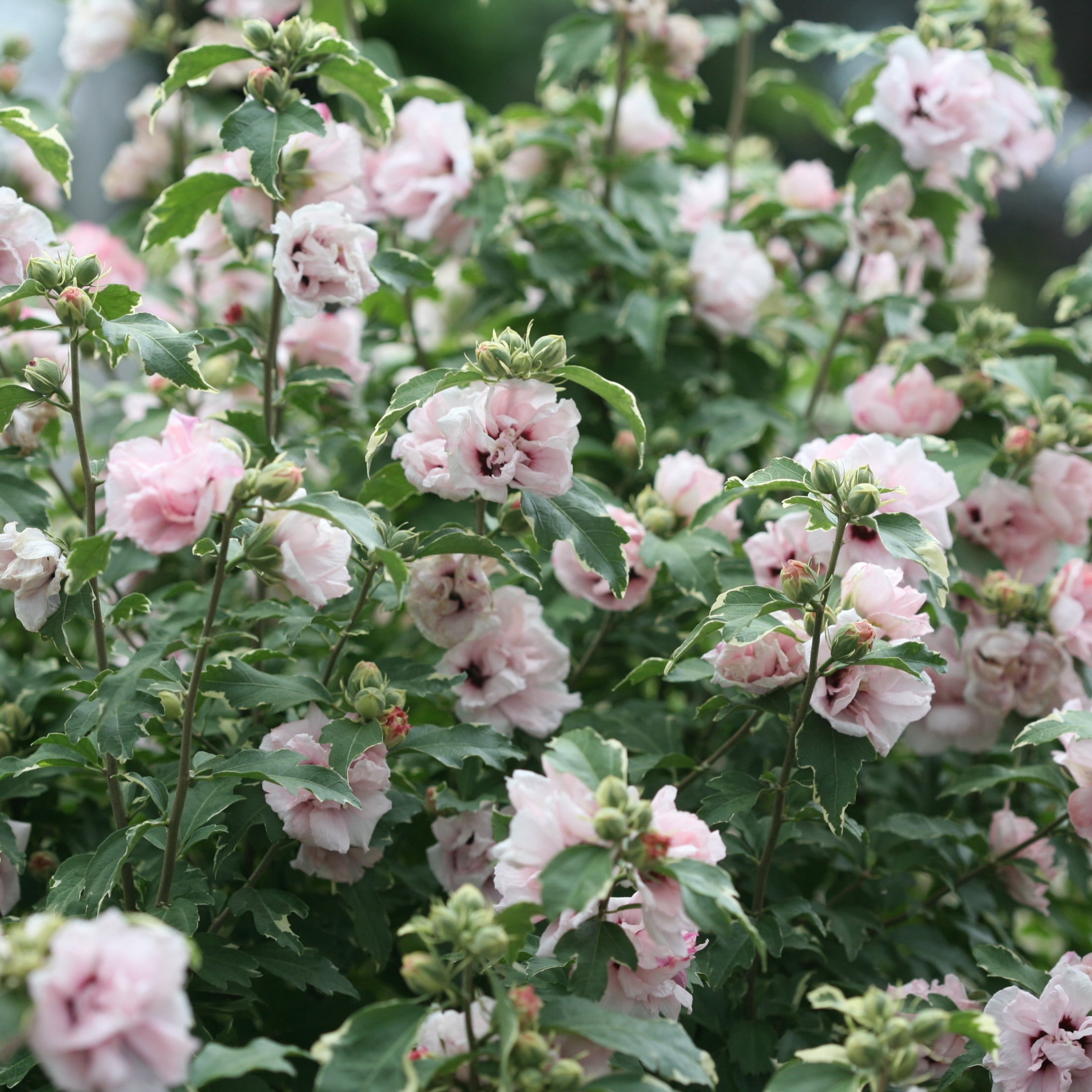 Proven Winners ColorChoice 5" Pink Sugar Tip Rose of Sharon Live Plant in 4.5" Pot (4 Count)