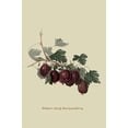 thumbnail image 1 of Wilmot's Early Red Gooseberry-Fine Art Canvas Print (20" x 30"), 1 of 1