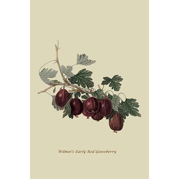 Wilmot's Early Red Gooseberry-Fine Art Canvas Print (20" x 30")