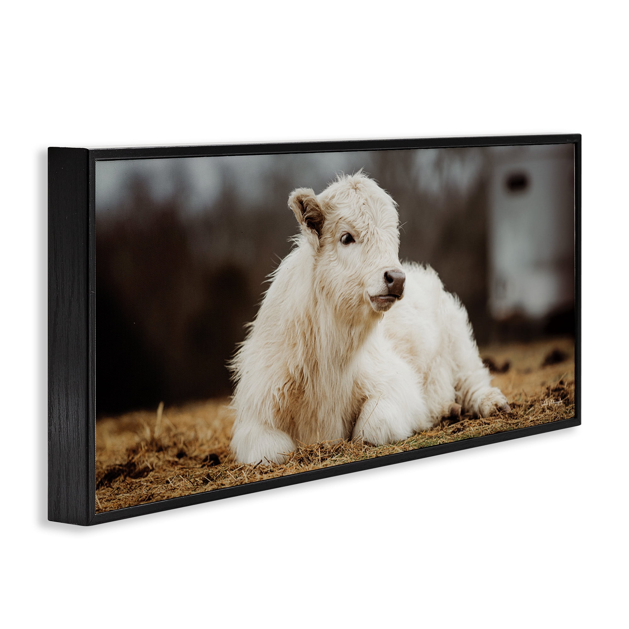 Stupell Industries Baby White Cattle Animals & Insects Photography Black Framed Art Print Wall Art, 30 x 13