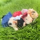 thumbnail image 5 of Muñecos Otard de juguete Reborn Pig, 13 cm, de silicona, de forma realista, 5 of 8