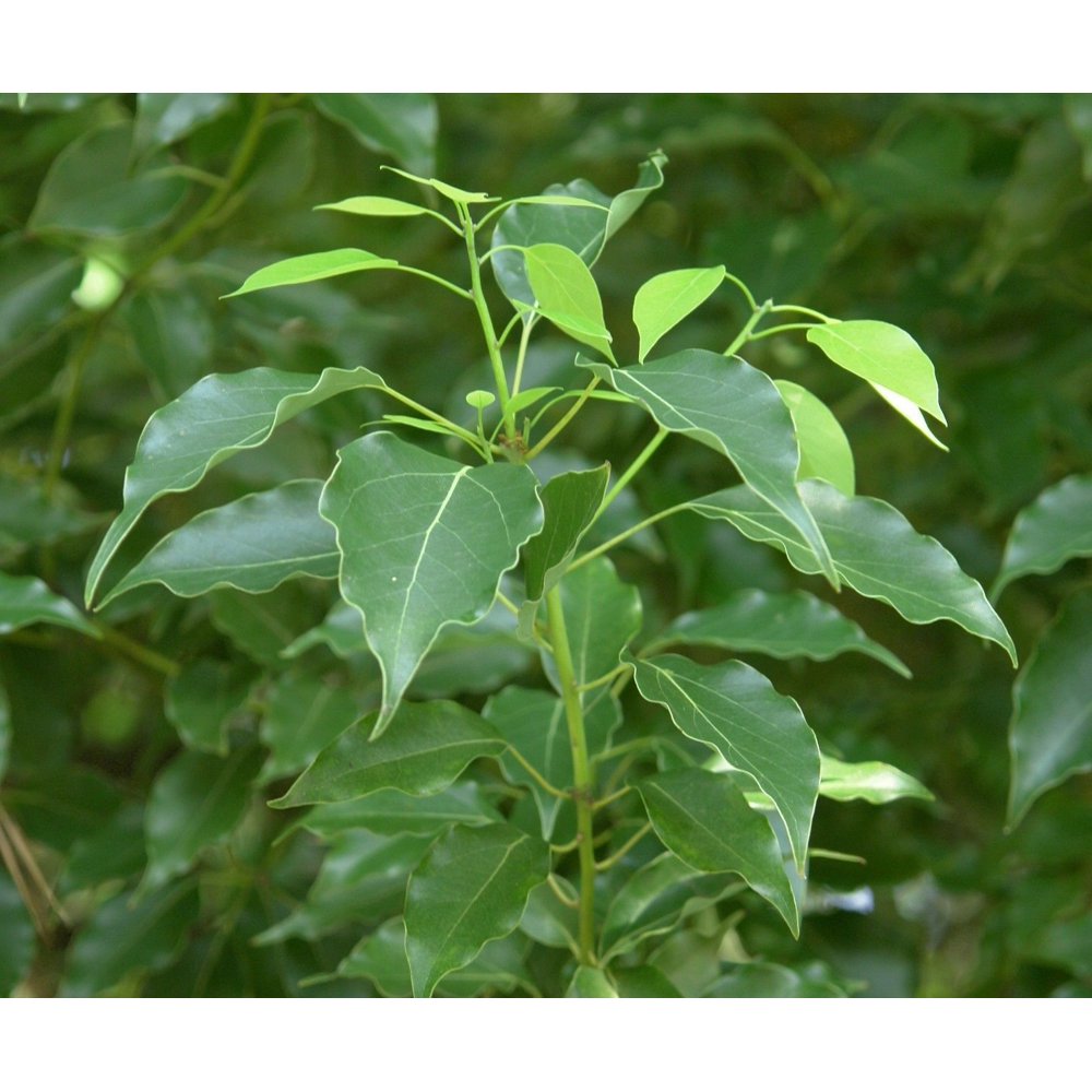 Camphor Tree Cinnamomum Camphor 4" Pot