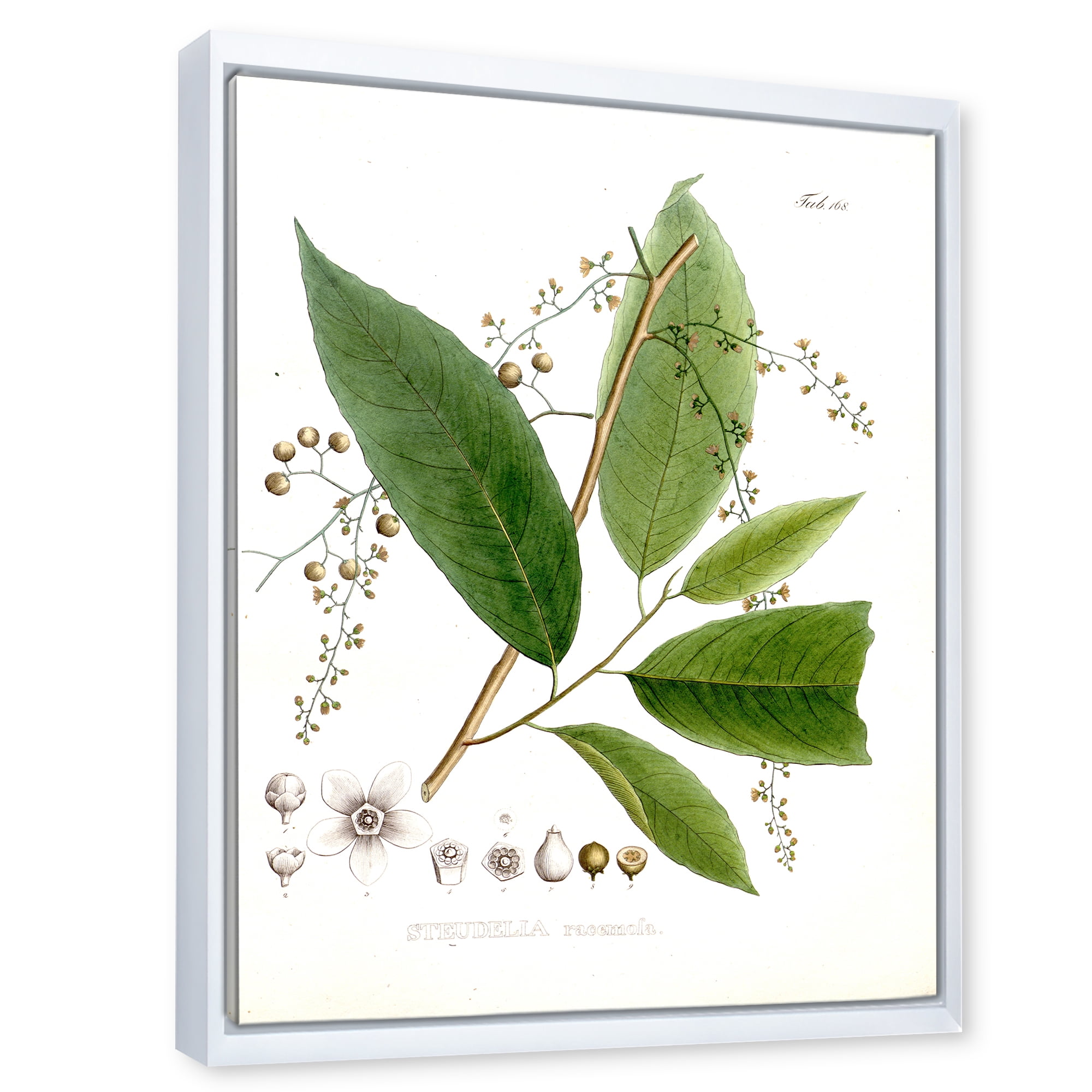 Designart 'Ancient Brazilian Plant I' Traditional Framed Canvas Wall Art Print