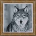 thumbnail image 1 of Wolf framed Black & White Portrait, 1 of 4