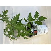 Proven Winner 1.56 PT Multicolor Tomato (1 pack) Grower pot