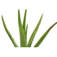 thumbnail image 4 of Live Aloe Vera Plant - Easy Care - 4" Decorative Pot Cover - Thorsen's Greenhouse, 4 of 5