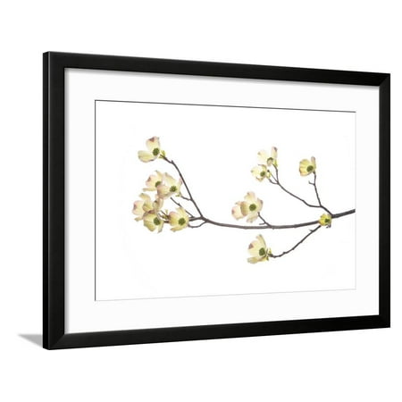 Susan Branch Wood Flowering Dogwood Branch on White Background, Marion County, Illinois Framed Print Wall Art By Richard and Susan Day ()