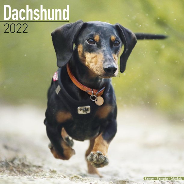 Calendrier Teckel 2023 Dachshund Wall Calendar 2022 - Walmart.com