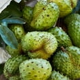 thumbnail image 2 of Soursop Tree Live Plant, 10-14 Inch Tall, Well Rooted, Tropical Fruit Tree for Outdoor Planting, 2 of 5