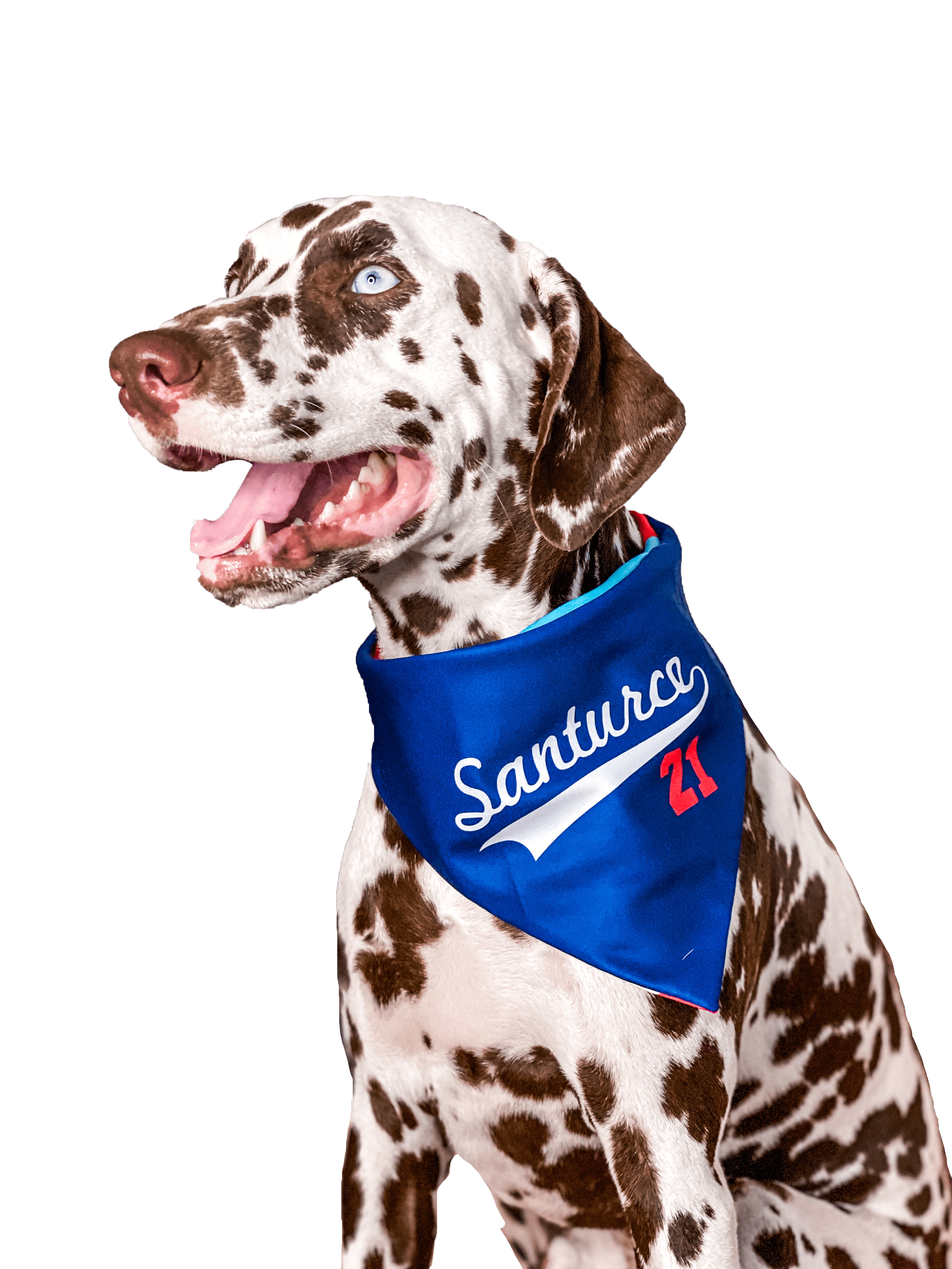Sports Themed *Ready to ship* Dog Bandana