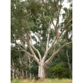 thumbnail image 4 of 25 RED FOREST GUM Tree Eucalyptus Tereticornis Blue Grey Mountain Flower Seeds, 4 of 9