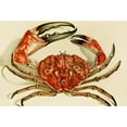 thumbnail image 2 of Frederick McCoy 18x13 Black Ornate Wood Framed Double Matted Museum Art Print Titled - Crustacea IV (1885-1890), 2 of 5