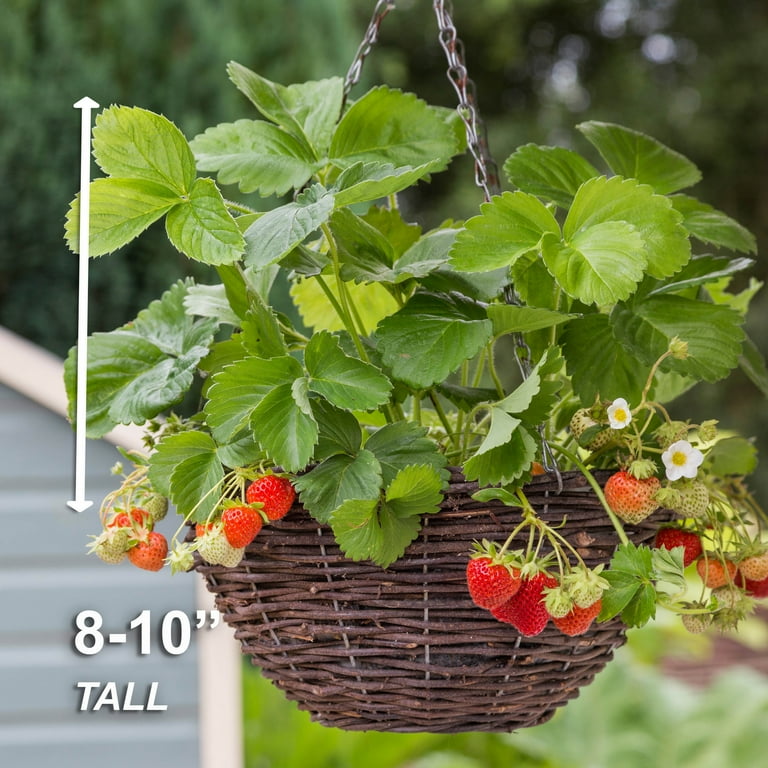 Ozark Beauty Strawberry Varieties