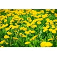 thumbnail image 3 of 4000+ Dandelion Seeds for Planting – Heirloom Non-GMO Taraxacum Officinale Seeds, Easy Grow Wildflower Lawn & Garden, Outdoor Yard Pollinator Friendly, loseedsoo, 3 of 5