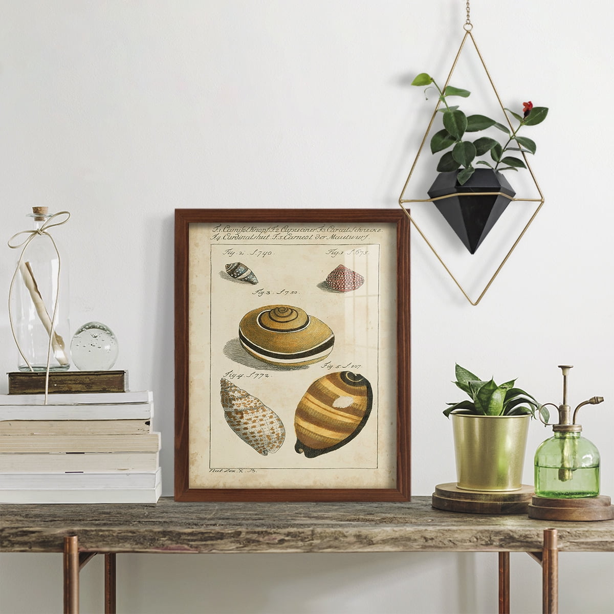 Vintage Shell Study IV -Framed Print w/glass-Chestnut