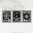 thumbnail image 5 of Set of 3 Sea Urchins Black and White Haeckel Vintage Illustrations Detailed Echinidea Starfish Study Unframed Wall Art Living Room Poster Prints Pack, 5 of 5
