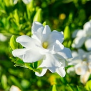 1 gal. Frost Proof Gardenia - Fragrant White Blooms - Perfect Dwarf Accent for Any Landscape