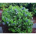 thumbnail image 3 of Blueberry Rabbiteye 'Powder Blue', 3 of 7