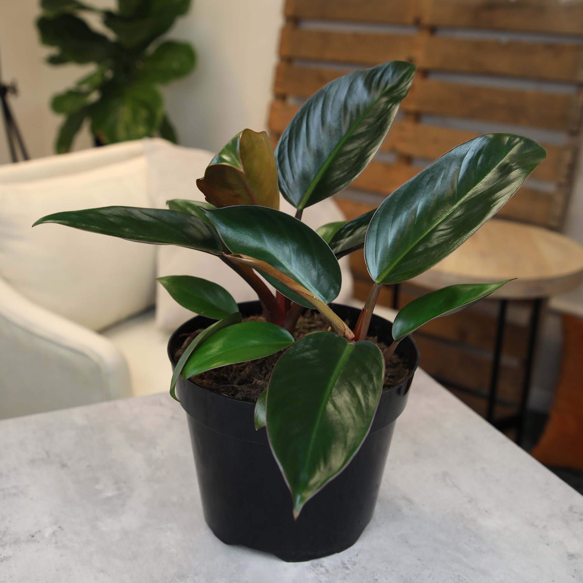 Philodendron 'Congo Red' Indoor Houseplant | 8in Grow Pot; Indirect Light | Element by Altman Plants
