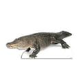 thumbnail image 2 of Advanced Graphics 1482 American Alligator - 31" x 75" Cardboard Standup, 2 of 2