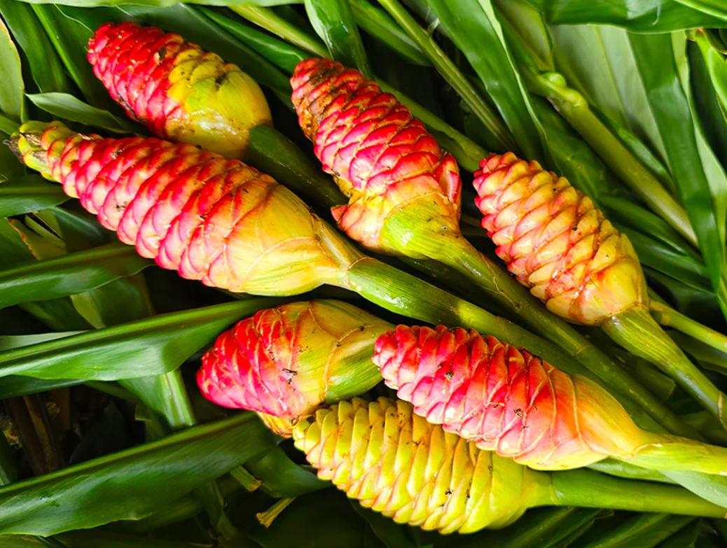 Shampoo Ginger Plant Live, Zingiber Zerumbet Plant Pinecone Ginger Plant for Garden, No Pot