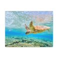 thumbnail image 1 of Funny Turtle Silly Turtle Scene Outside Wall Art Ready to Hang Unframed, 1 of 7