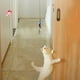 thumbnail image 4 of Juguetes con plumas para gatos,varita de plumas para gatos,juguete interactivo para gatitos de interior,juguete con palo de plumas para gatos,juguetes resistentes para gatos,accesorio de, 4 of 9