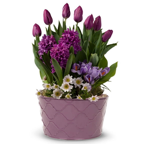 From You Flowers - Amethyst Tulip Garden for Birthday, Anniversary, Get Well, Congratulations, Thank You, All Occasions