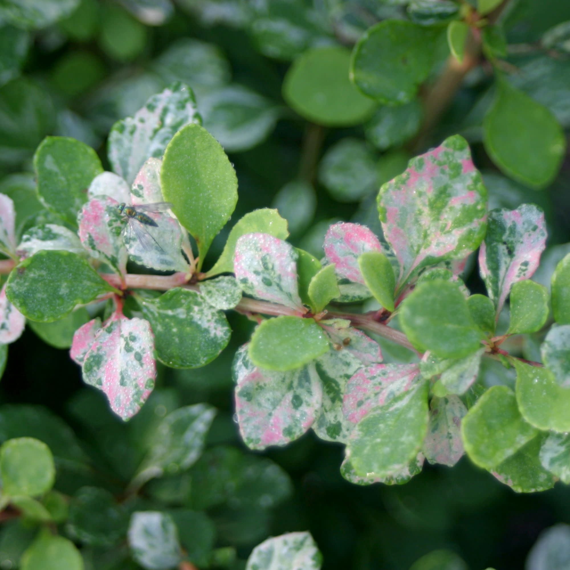 Proven Winners ColorChoice 5" Sunjoy Sequins Barberry Live Plant in 4.5" Pot (4 Count)