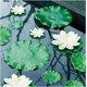 thumbnail image 3 of Almohadilla para estanques, 5 piezas de loto artificial, lotos de espuma flotantes de agua realistas, almohadilla de lirio falsa para estanque de jardín doméstico, 3 of 5